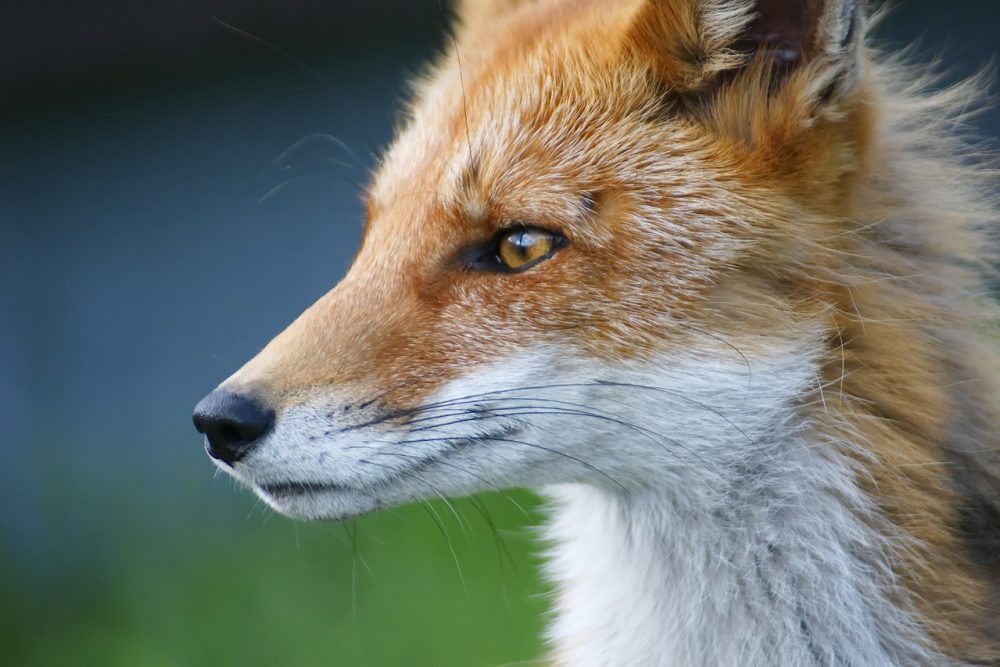Fox 5042242 1280